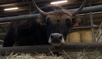 Mignault : La Ligule face à des contraintes administratives 