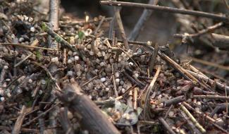 Ecaussinnes : traces de pollution dans la Sennette 