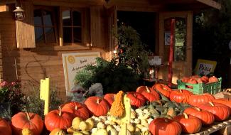 Péronnes-lez-Binche : le grand retour du potiron 