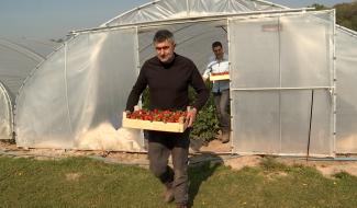 Besonrieux : les fraises sont là 