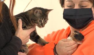 Paco Cat's & Co, l'ami des animaux