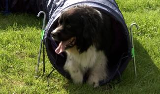 Hennuyères : Vincent, au service de votre chien 