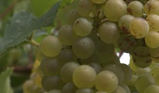 Haulchin : le temps des vendanges