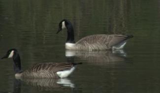 Manage : balade du côté des étangs Valère