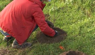 Ecolo Soignies propose une haie d'honneur pour la biodiversité 