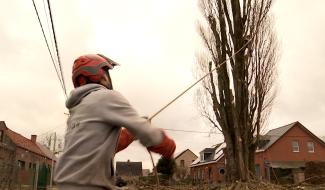 Impossible de sauver ces peupliers