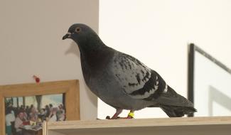 Le mystère des tirs aux pigeons reste entier à Morlanwelz