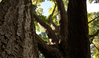A Mariemont, le parc résiste bien