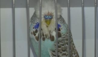 Des perruches aux couleurs magnifiques en concours à Familleureux 