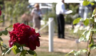 Des roses épanouies sous le soleil