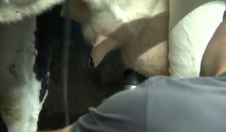 La crise du lait a dix ans, en 2019 elle n'est pas finie: rencontre avec un jeune éleveur à Soignies