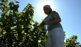 Le cassis est mûr à Ecaussinnes
