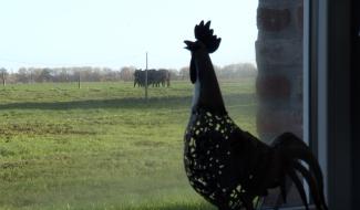 Elevage raisonné, animal chouchouté