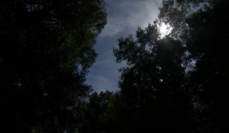 Un projet novateur pourrait donner un visage plus optimiste au Bois de Pincemaille