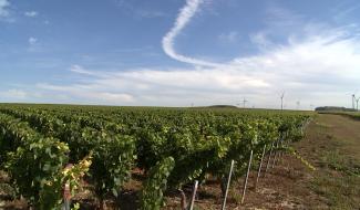 Haulchin : des vendanges retardées mais prometteuses