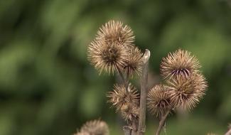 Un jardin en hiver, visite à Horrues