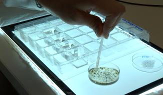 Terrains synthétiques : les analyses sont rassurantes! 