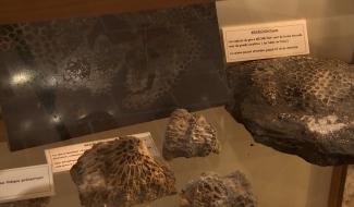 Soignies : une histoire d’il y a 350.000.000 d’années