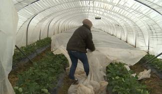 Braine-le-Comte : fraisiers et vignes menacés par le gel