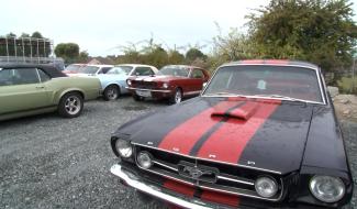 Braine-le-Comte : une harde de Mustang en stock