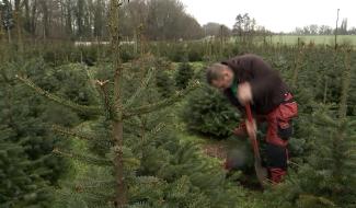 Hoves : les sapins se cultivent aussi autour de Braine-le-Comte