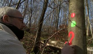 Braine-le-Comte : du bois de chauffage pour les citoyens bûcherons 