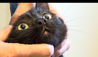 Ecaussinnes : une vétérinaire Lauréate du Travail