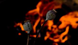 Hainaut : feux interdits jusqu'à nouvel ordre 