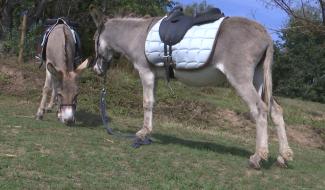 Ecaussinnes: les ânes de Sylvie