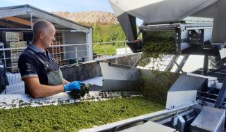 Haulchin : des vendanges abondantes et de qualité