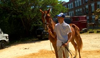 Soignies : des élèveurs passionnés à la Foire Agricole