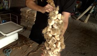 Péronnes bientôt la capitale de l'ail ?