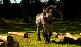 La Fête de la moisson à Bonne Espérance