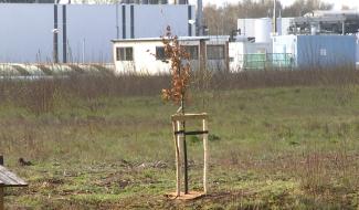 Ecaussinnes : Total devra replanter les arbres