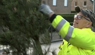 Estinnes : après les sapins, bientôt les ramons