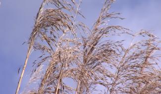 Peissant : la roselière meurtrie