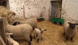 Neufvilles : le prix 2023 de l'Innovation en Maraîchage