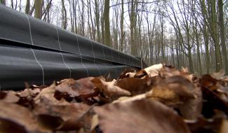 Hennuyères : SOS, amphibiens en détresse 