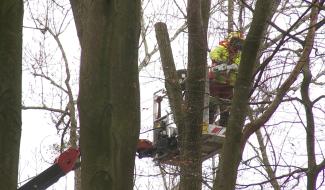 Seneffe : l'abattage d'arbres malades a débuté