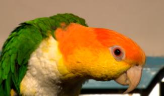 Morlanwelz : à la découverte des oiseaux exotiques