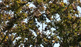 Fayt-lez-Manage: les pompiers interviennent pour détruire un nid de frelons asiatiques