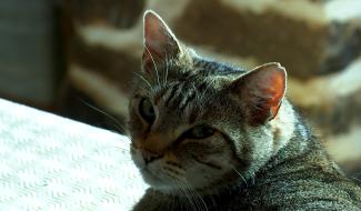 Feluy : bientôt une nouvelle chatterie