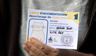 Braine-le-Comte : les chats errants gâtés par des bénévoles