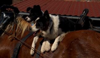 Horrues : la Saint-Hubert fêtée comme il se doit 