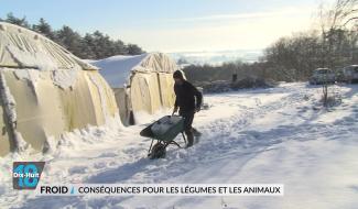 Froid : conséquences pour les légumes et les animaux