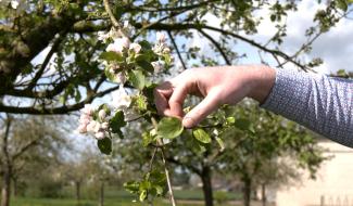 Thieusies : Une matinée au verger du Sirieu