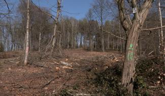Braine-le-Comte : fin de la période d'abattage au bois de la Houssière