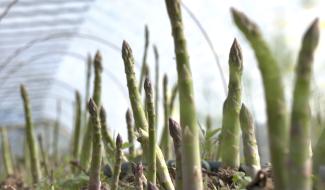 Hennuyères : l'asperge, reine du printemps