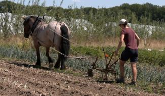 Horrues : Le cheval, moteur d'une agriculture durable