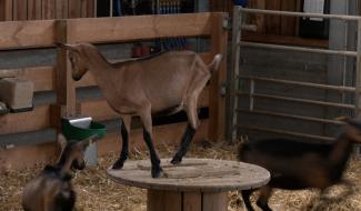 Les fermes de l'été : La Cantine aux Chèvres